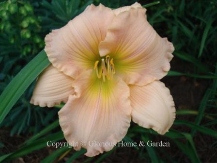 Hemerocallis x 'Fairy Tale Pink'