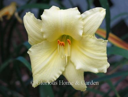 Hemerocallis 'Fragrant Returns'