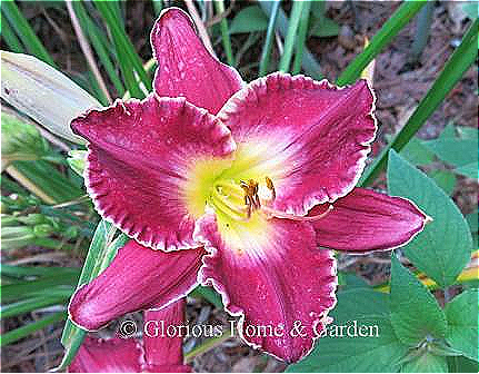 Hemerocalliis 'Francis of Assisi' is a lovely bright wine red with a white picotee edge and green throat.