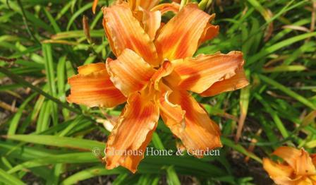 Hemerocallis fulva 'Kwanso' is a naturally occurring double orange daylily with ruffled edges and darker orange markings.