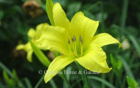 Hemerocallis 'Hyperion'