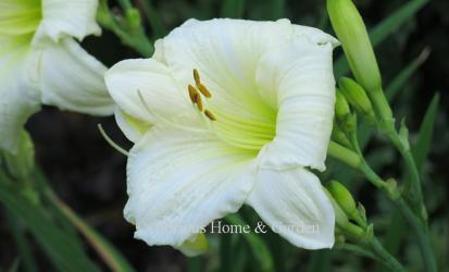 Hemerocallis 'Joan Senior' is a near-white self with green throat often used by hybridizers in the search for the elusive pure white daylily.