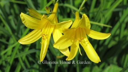 Hemerocallis lilioasphodelus is a wild species native to Europe and Asia with bright lemon-yellow flowers and simple, classic shape.