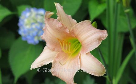 Hemerocallis 'Luxury Lace' is a classic from 1959 with rippled lavender pink petals a little darker than the sepals.