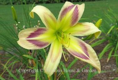 Hemerocallis x 'Persian Pattern'