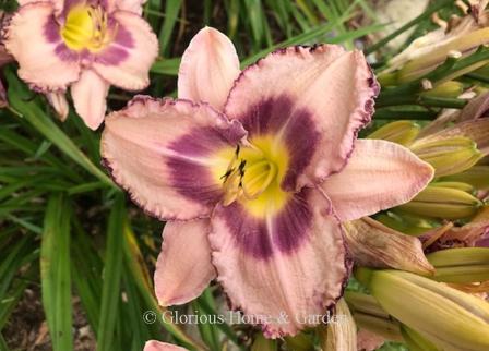 Hemerocallis 'Royal Braid' sports a deep purple eyezone with matching braid on the ruffled petal edges on a lighter lavender ground.