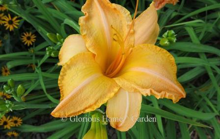 Hemerocallis x 'Ruffled Apricot' is a beautiful apricot self that glows in the garden.