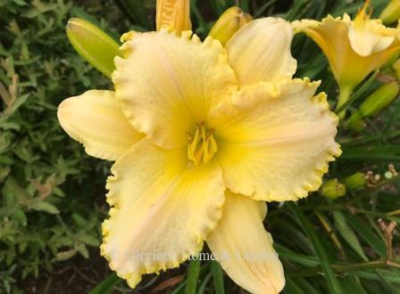 Hemerocallis 'Ruffled Pastel Cheers'