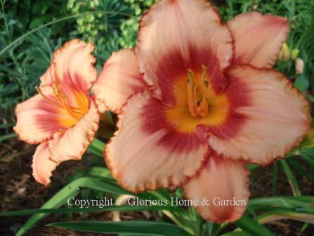 Hemerocallis x 'Strawberry Candy' is unusual strawberry-pink with striking darker eyezone.