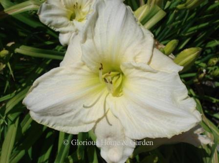 Hemerocallis 'White Temptation'