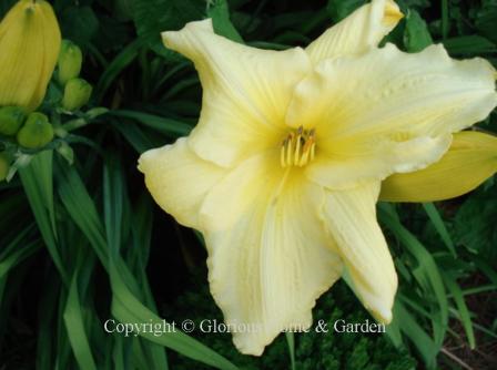 Hemerocallis x 'Winning Ways'