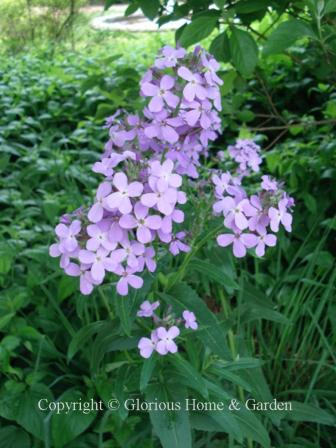 Hesperis matronalis