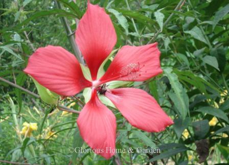 Hibiscus coccineus