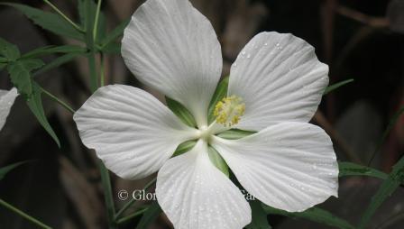 Hibiscus coccineus 'Albus'