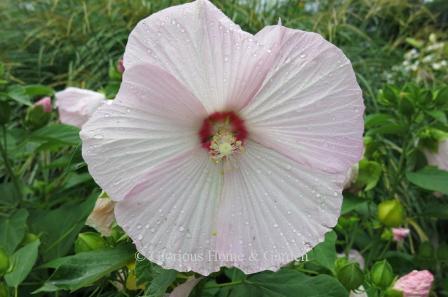 Hibiscus moscheutos 'Disco Bell Pink'