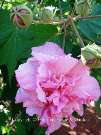 Hibiscus mutabilis, or Confedeate rose, is not a rose at all, but a mallow. Confederate rose is fascinating for its large, showy rose-like blooms that change color from white to pale pink to deep rose as the day progresses.