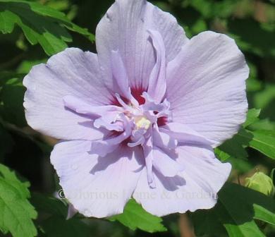 Hibiscus syriacus 'Blue Chiffon'