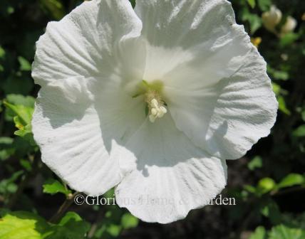 Hibiscus syriacus 'Diana'