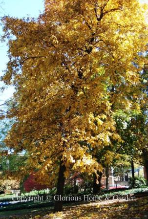 Carya glabra