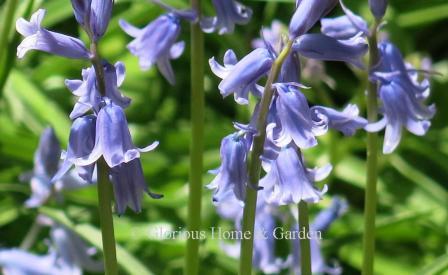 Hyacinthoides non-scripta, or English bluebells, have fragrant blue bell-shaped flowers with reflexed petals dangling atop an arched stem.