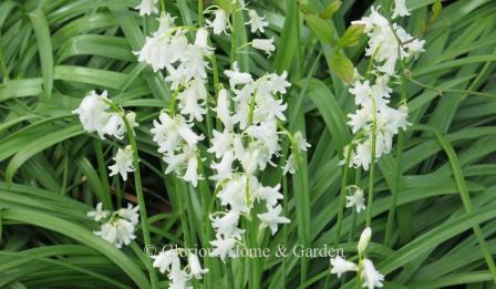 Hyacinthoides non-scripta 'Alba' is the white form of English bluebells.