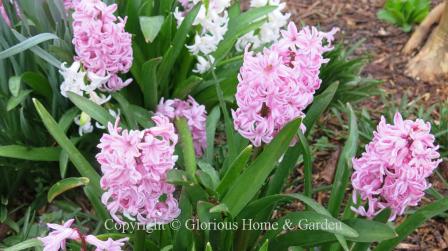 Hyacinthus orientalis