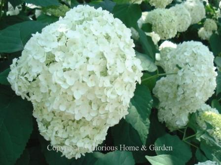 Hydrangea arborescens 'Annabelle'