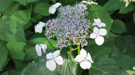 Hydrangea arborescens 'White Dome®,’ also known as ‘Dardom,’ is a lacecap type of H. arborescens.  It is similar to the species, but has a smaller growth habit and larger flowers.  Pollinators absolutely adore it.