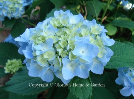 Hydrangea macrophylla 'Dooley,' a mophead