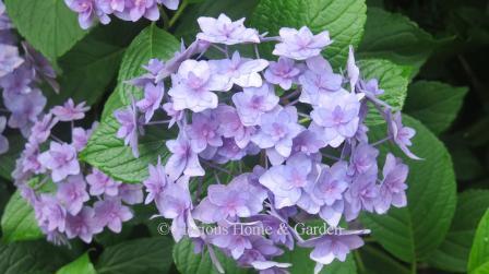 Hydrangea macrophylla 'Doublicious'