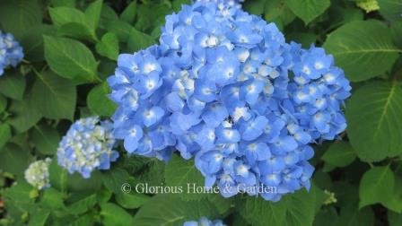 Hydrangea macrophylla 'Endless Summer®'-The Original from the Endless Summer® Collection was developed to bloom on old and new wood, and have great cold hardiness to prevent flower buds from dying from late frosts and freezes.