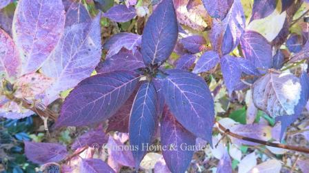 Hydrangea macrophylla lacecap in fall