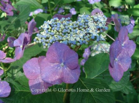 Hydrangea macrophylla 'Sea Gull'