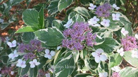 Hydrangea macrophylla 'Variegata'