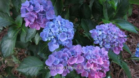 Hydrangea macrophylla 'Venice'