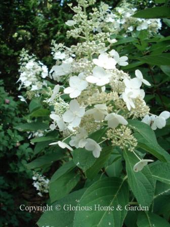 Hydrangea paniculata Burgundy Lace