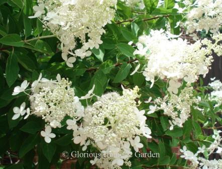 Hydrangea paniculata 'Chantilly Lace'