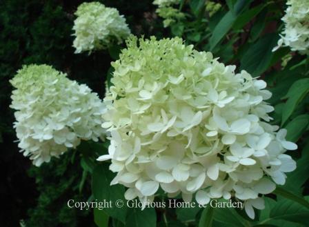 Hydrangea paniculata 'Limelight'