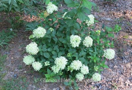 Hydrangea paniculata 'Little Lime'