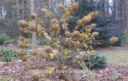 Hydrangea paniculata 'Little Lime,' panicle hydrangea, Zones 3-8.  The persistent seedheads turn brown in autumn and add winter interest to the garden.