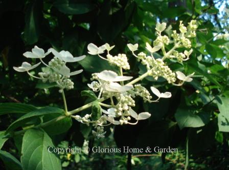 Hydrangea paniculata Unique