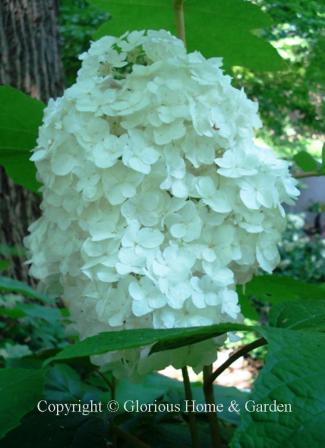 Hydrangea quercifolia Emerald Lake