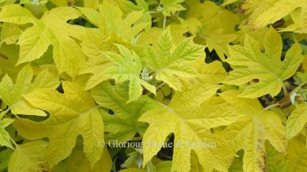 Hydrangea quercifolia 'Little Honey'