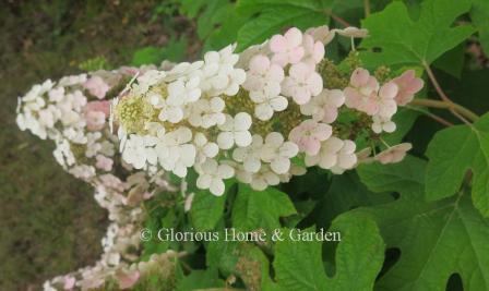 Hydrangea quercifolia 'Ruby Slippers'