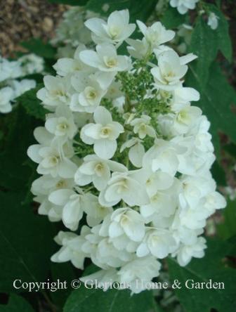 Hydrangea quercifolia 'Snowflake'