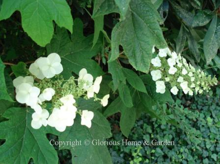 Hydrangea quercifolia