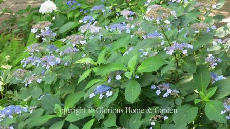 Hydrangea serrata Blue Deckle