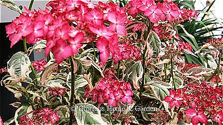 Hydrangea serrata 'Gotemba Nishiki' has bright pink lacecap flowers with a lighter center, and variegated leaves of green, white and blush pink.