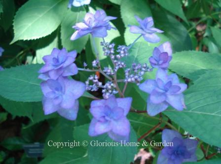 Hydrangea serrata Miyama-yae-murasaki