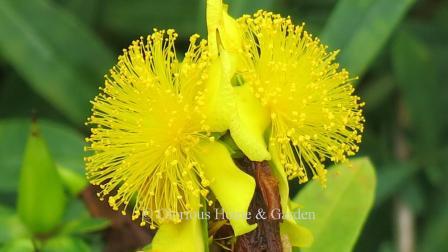 Hypericum frondosum